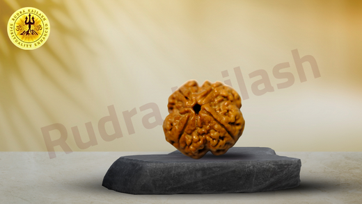 The Secret Power of Four Mukhi Rudraksha: