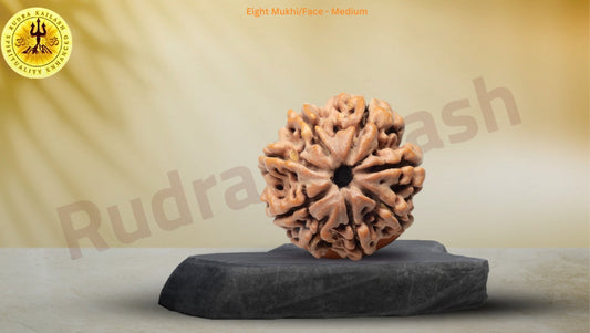 Eight Mukhi Rudraksh - The Obstacle Remover