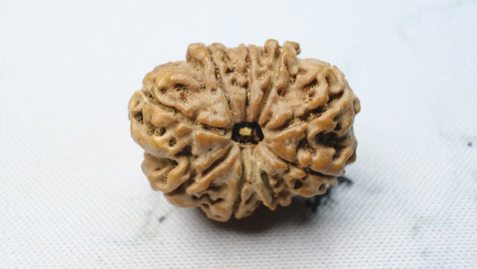 Harnessing Inner Strength - 9 Mukhi Rudraksha | RudraKailash