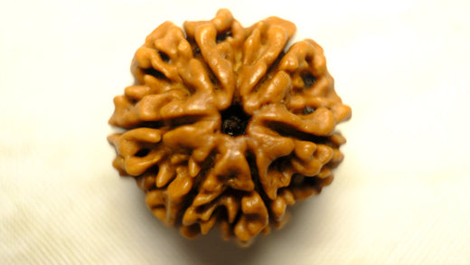 How the Six Mukhi Rudraksha Enhances Leadership, Determination, Fearlessness, and Bravery