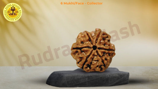 Five Reasons to Add Rudraksha to Your Daily Routine - Rudra Kailash