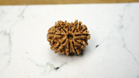 Ten Mukhi Rudraksh