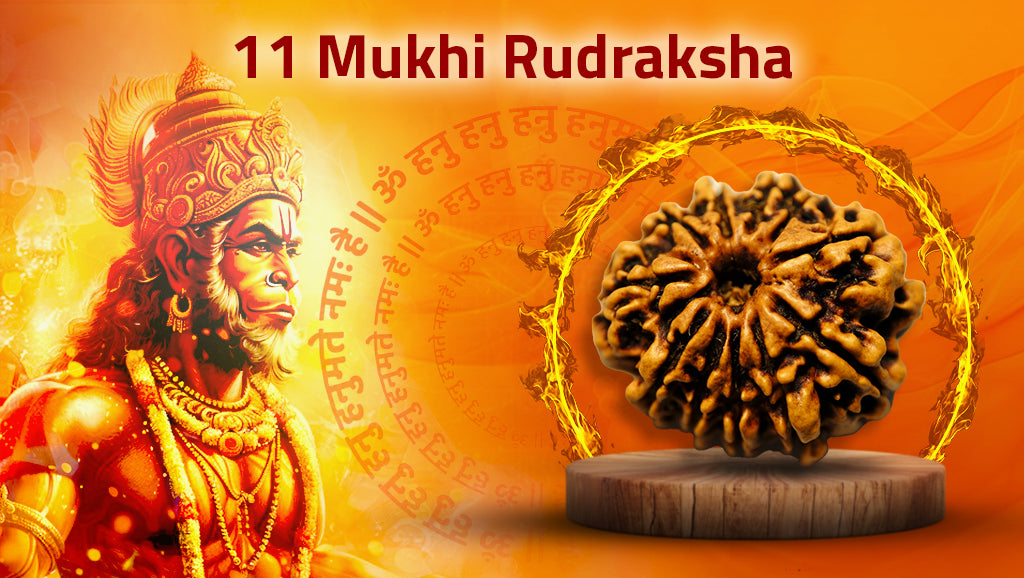 Eleven Mukhi Rudraksha