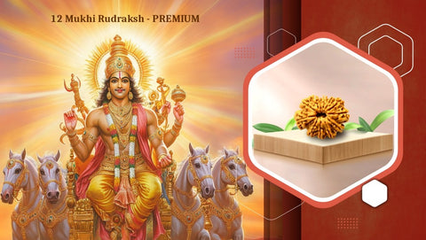 12 Mukhi Premium Rudraksh First Image