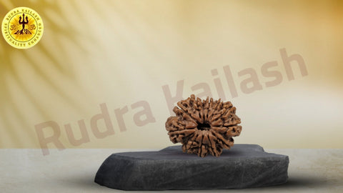 12_Mukhi_Premium_Rudraksha