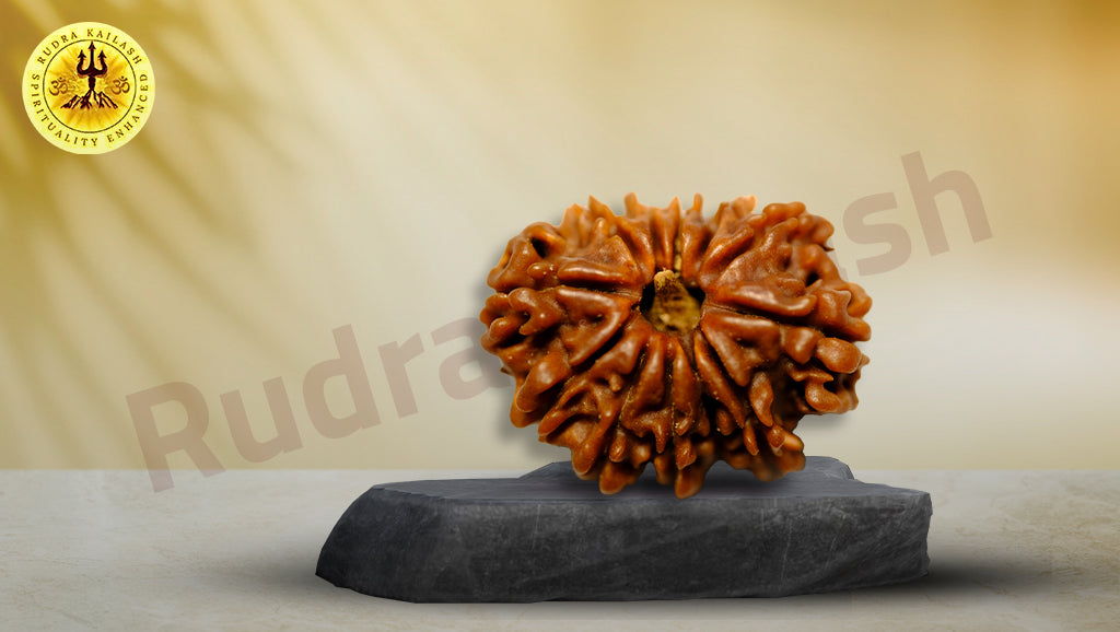 Twelve Mukhi Rudraksha