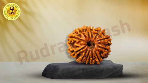 Thirteen Mukhi Rudraksh