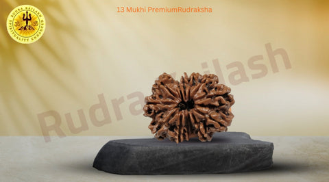 13 Mukhi Premium Rudraksh