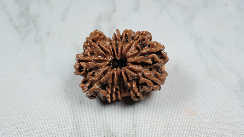 13 Mukhi Rudraksh Premium