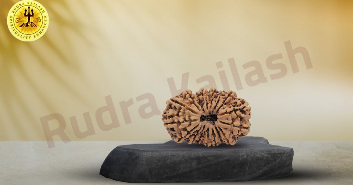 Seventeen Mukhi Rudrakshas