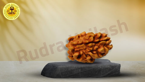 Two Mukhi Himalayan Rudraksh