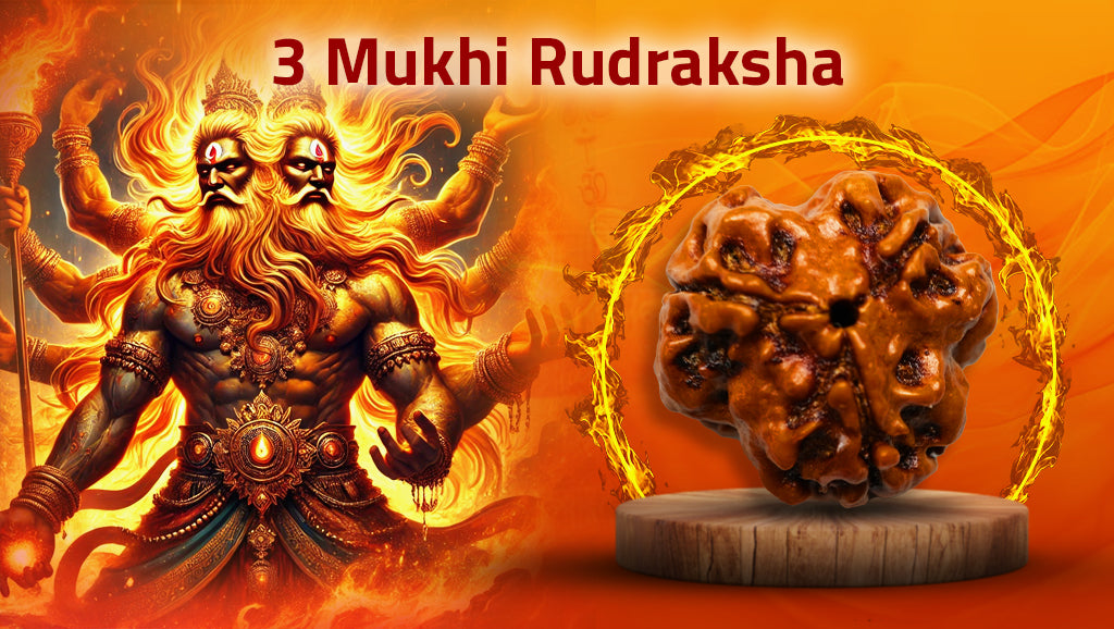 Three Mukhi Nepali Rudraksha