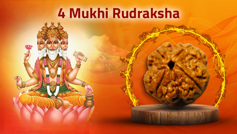 Four Mukhi Rudraksha