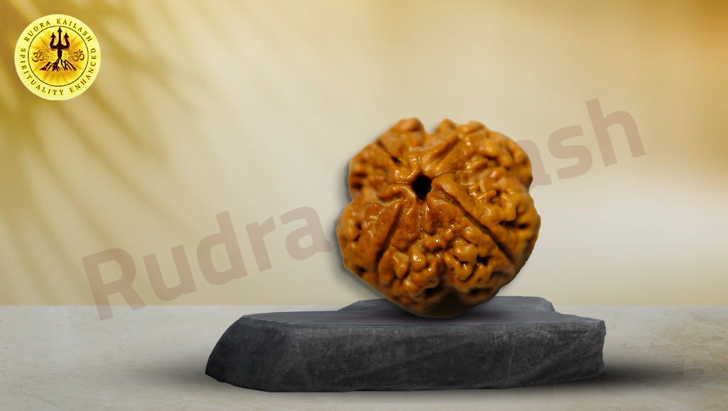 Four Mukhi Rudraksha