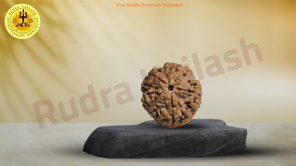 Five Mukhi Premium Rudraksha