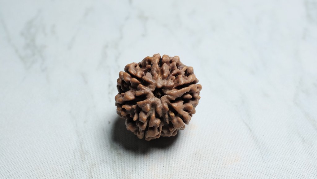 6 Mukhi Rudraksha Premium Collector