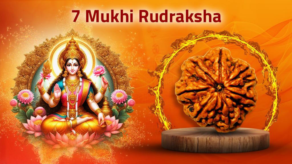 Seven Mukhi Rudraksh