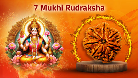 Seven Mukhi Rudraksh