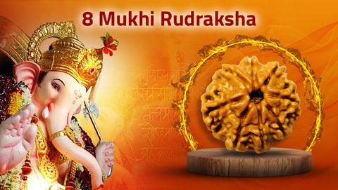 Eight Mukhi Rudraksha