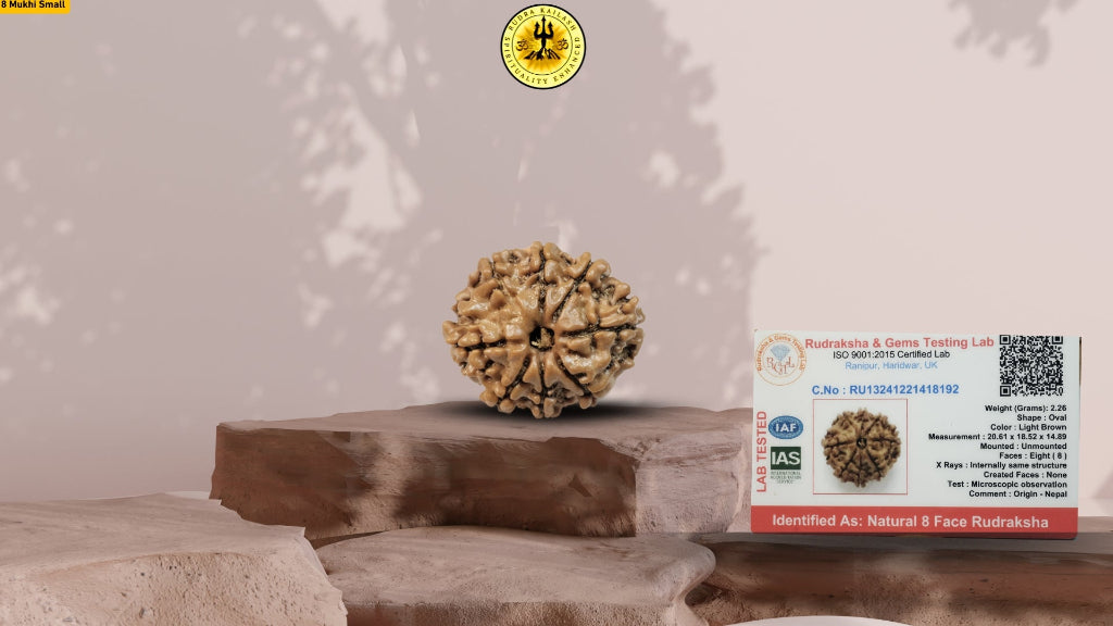 8 Mukhi Pure Nepali Premium Rudraksha Small without capping
