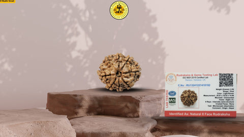 8 Mukhi Pure Nepali Premium Rudraksha Small without capping
