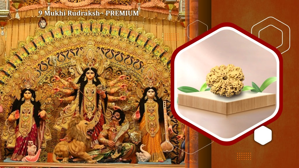 9 Mukhi Rudraksha Premium