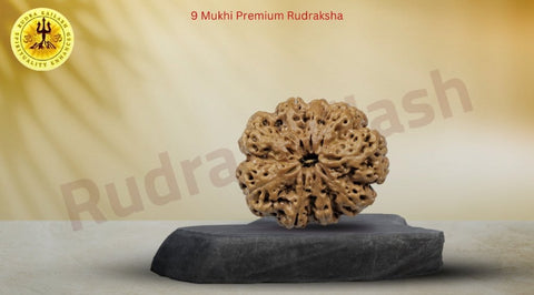 Nine Mukhi Rudraksha Premium