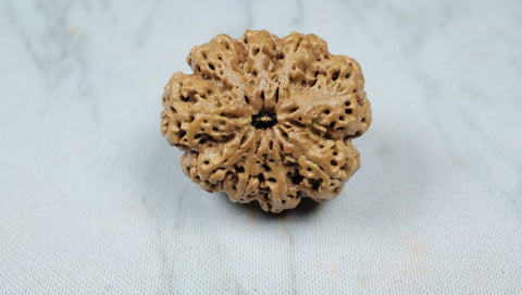 Nine Mukhi/Face Rudraksha Premium