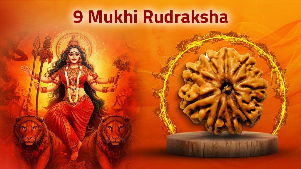 Nine Mukhi Rudraksha