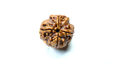 Four Mukhi Rudraksha