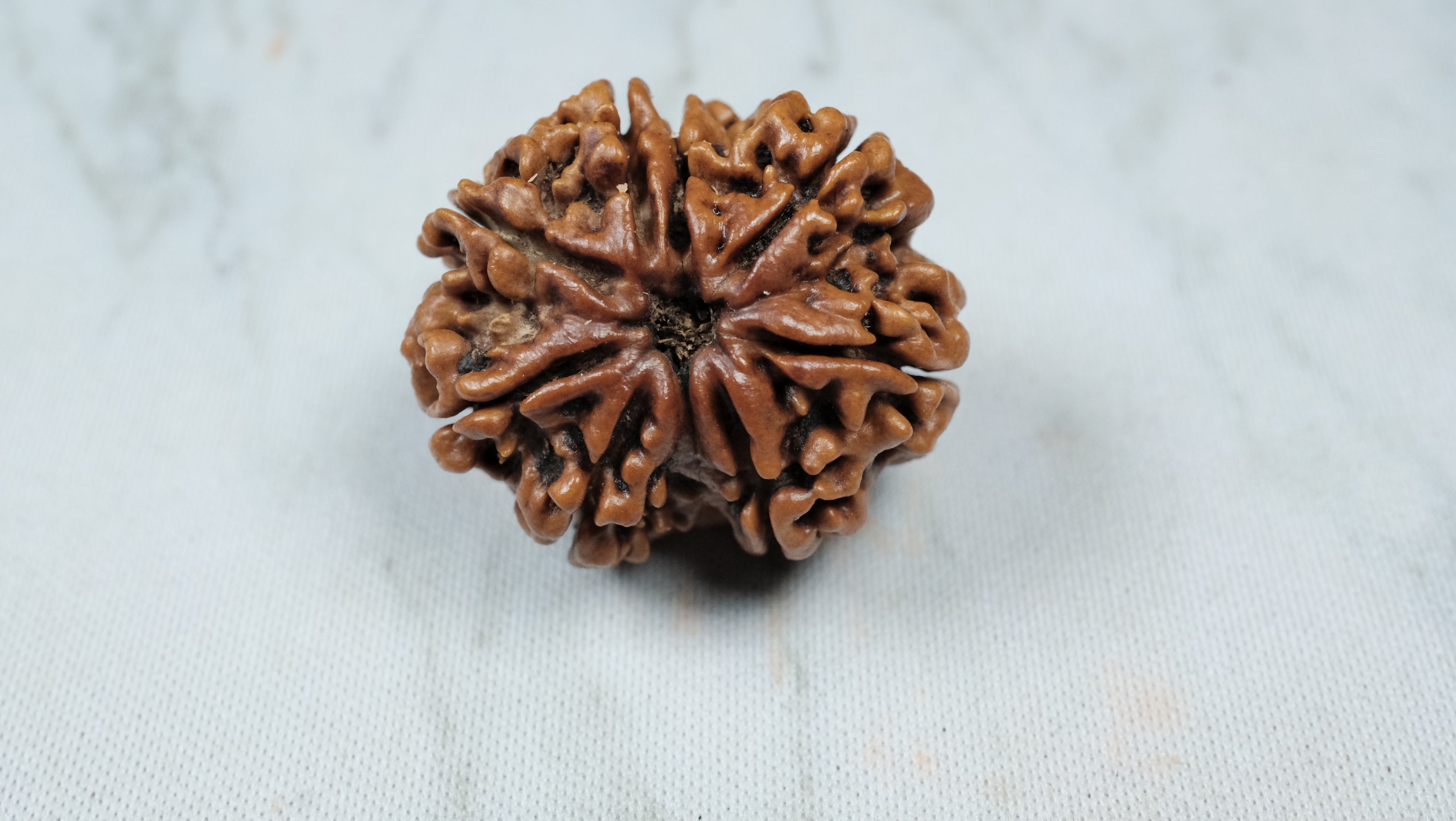 Eight Mukhi Premium Collector Rudraksha