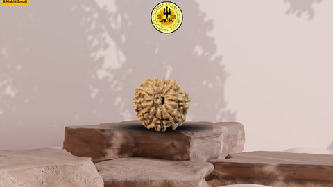 8 Mukhi Pure Nepali Premium Rudraksha Medium without cap
