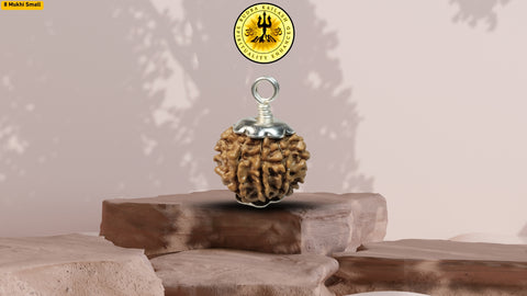 Eight Mukhi 8 Face Rudraksha - Small