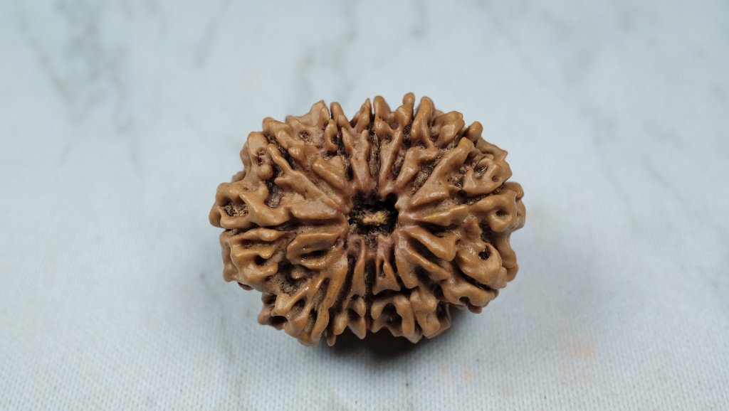 Eleven Mukhi Premium Collector