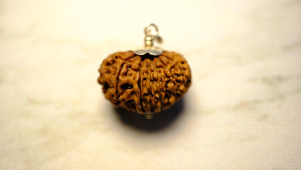 Fifteen Mukhi Original Premium Nepali Rudraksha