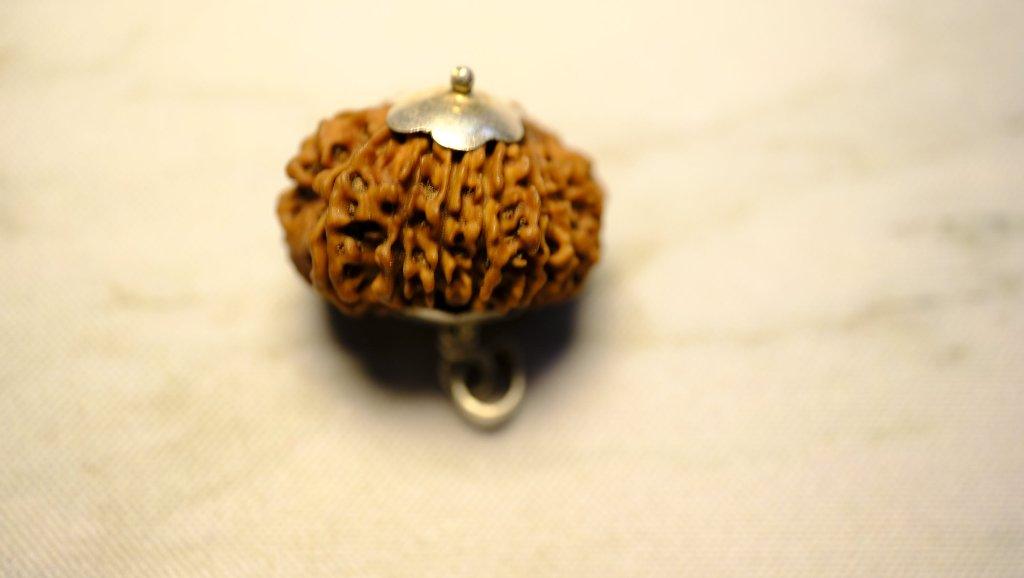 Fifteen Mukhi Original Premium Nepali Rudraksha