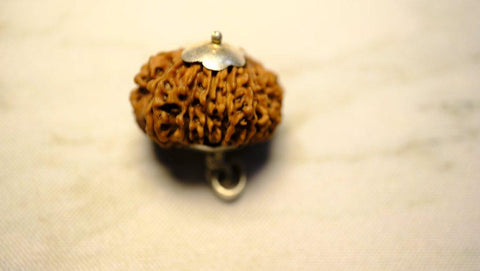 Fifteen Mukhi Original Premium Nepali Rudraksha