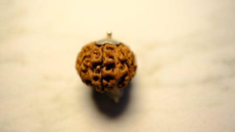 Fifteen Mukhi Original Premium Nepali Rudraksha