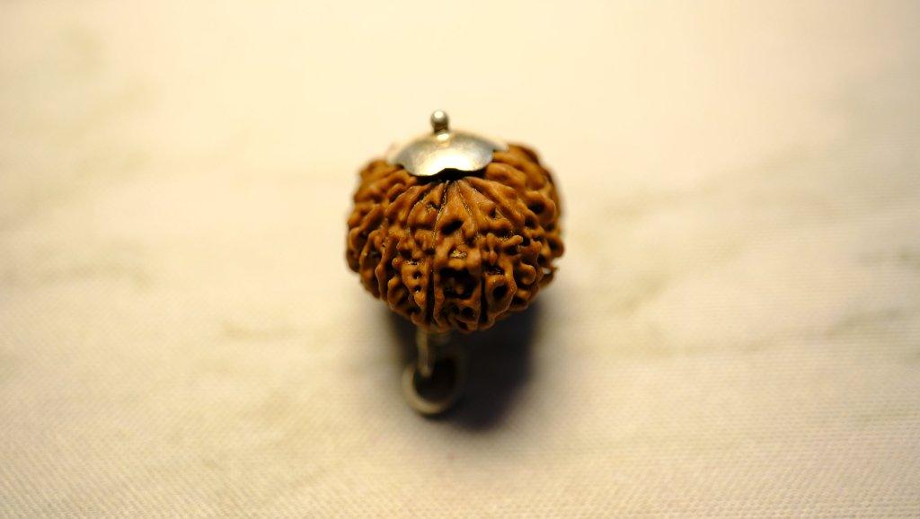 Fifteen Mukhi Original Premium Nepali Rudraksha