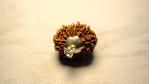 Fifteen Mukhi Original Premium Nepali Rudraksha