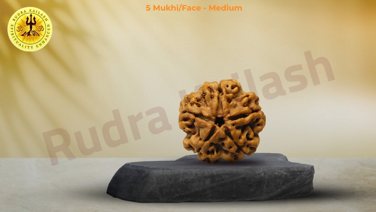 Five Mukhi Rudraksha