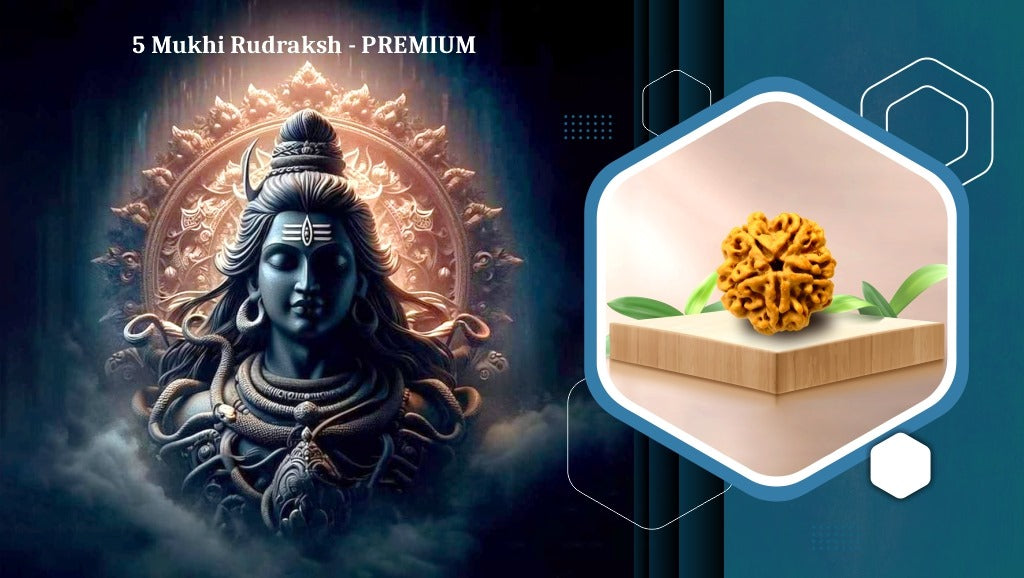 Five_Mukhi_Rudraksha_Premium