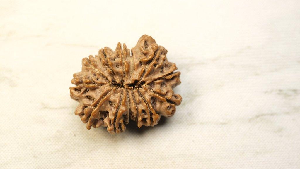 Thirteen Mukhi Original Nepali Premium Rudraksha - Collector