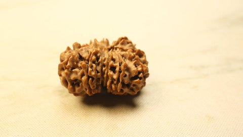 Thirteen Mukhi Original Nepali Premium Rudraksha - Collector