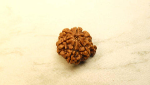 Ganesh Mukhi Original Nepali Premium Rudraksha - Collector