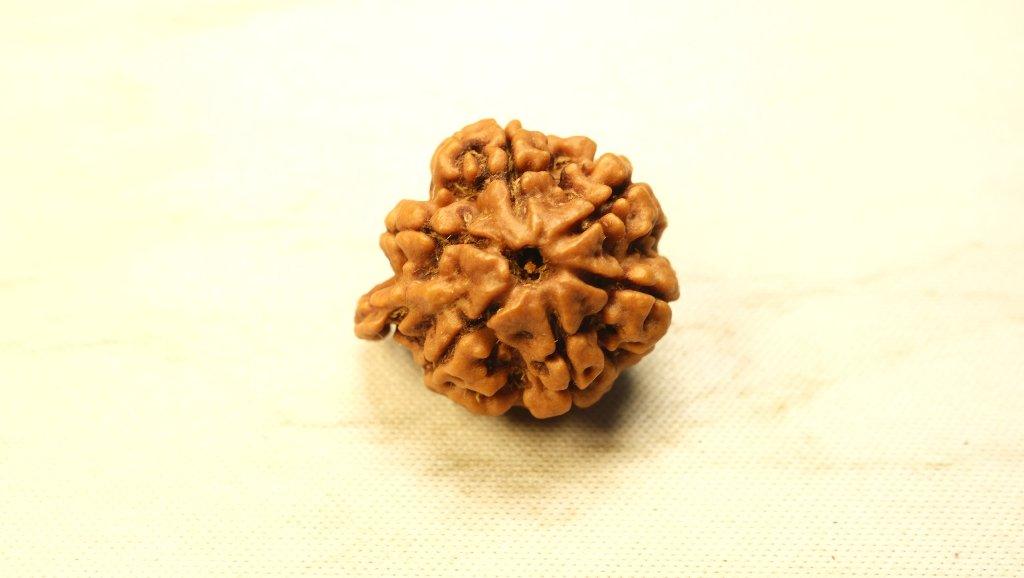 Ganesh Mukhi Original Nepali Premium Rudraksha - Collector