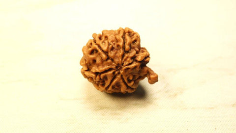 Ganesh Mukhi Original Nepali Premium Rudraksha - Collector