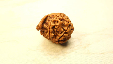 Ganesh Mukhi Original Nepali Premium Rudraksha - Collector