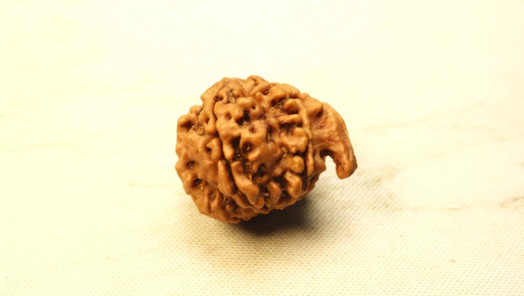 Ganesh Mukhi Original Nepali Premium Rudraksha - Collector