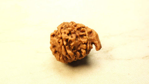 Ganesh Mukhi Original Nepali Premium Rudraksha - Collector